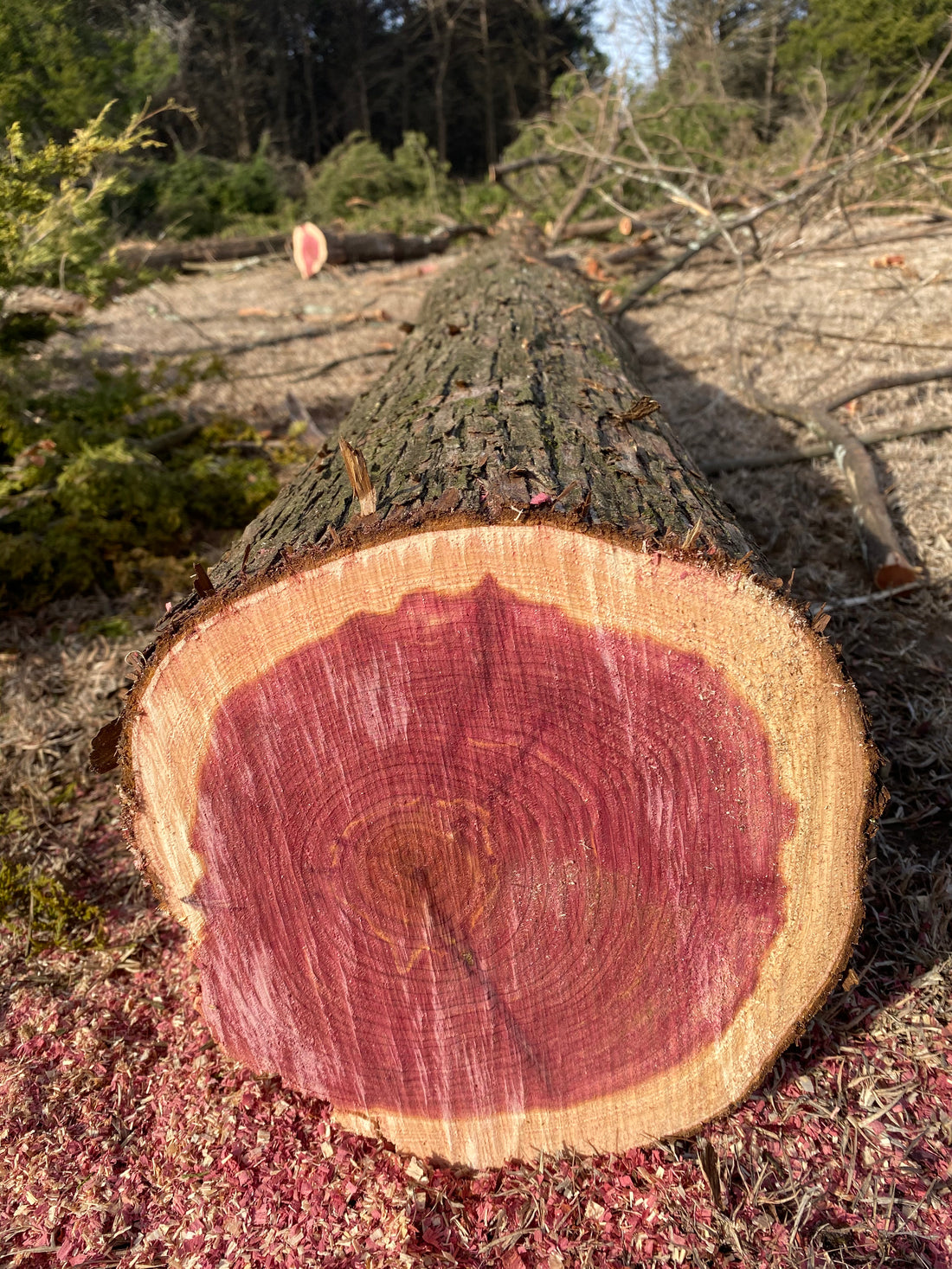 If Trees Could Talk - Weaving Texas History with Your Own