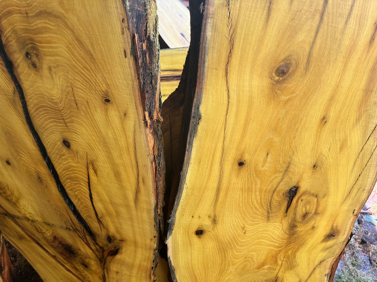 1" Thick Rough Cut Osage Orange (Bois d'Arc) Live Edge Slabs for Charcuterie Boards, Furniture, Tables and Bar Tops, Shelves, and More - Kiln Dried
