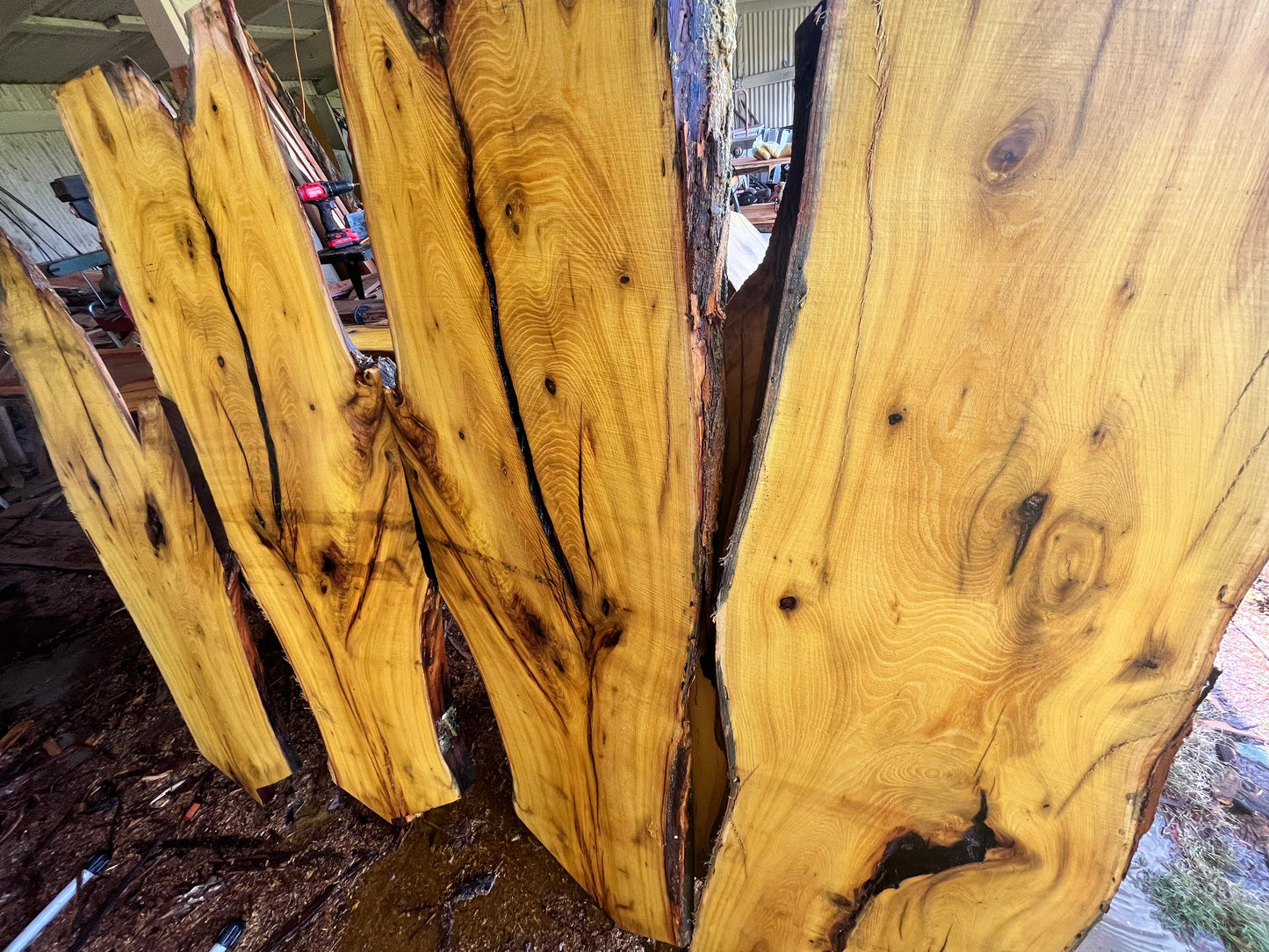 1" Thick Rough Cut Osage Orange (Bois d'Arc) Live Edge Slabs for Charcuterie Boards, Furniture, Tables and Bar Tops, Shelves, and More - Kiln Dried