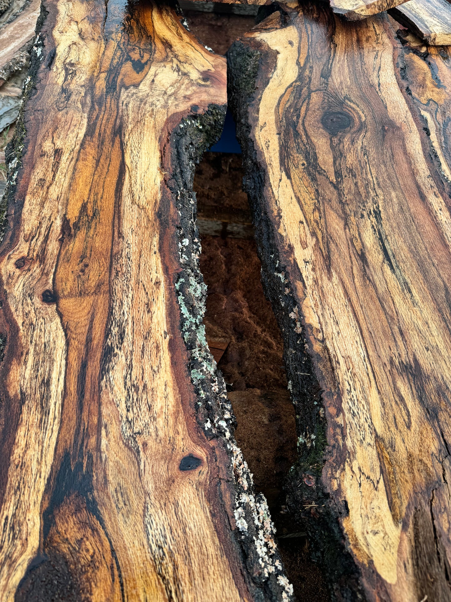 1" Thick Planed Black Oak (Blackjack) Live Edge Slabs for Charcuterie Boards, Furniture, Tables and Bar Tops, Shelves, and More - Kiln Dried (Copy)