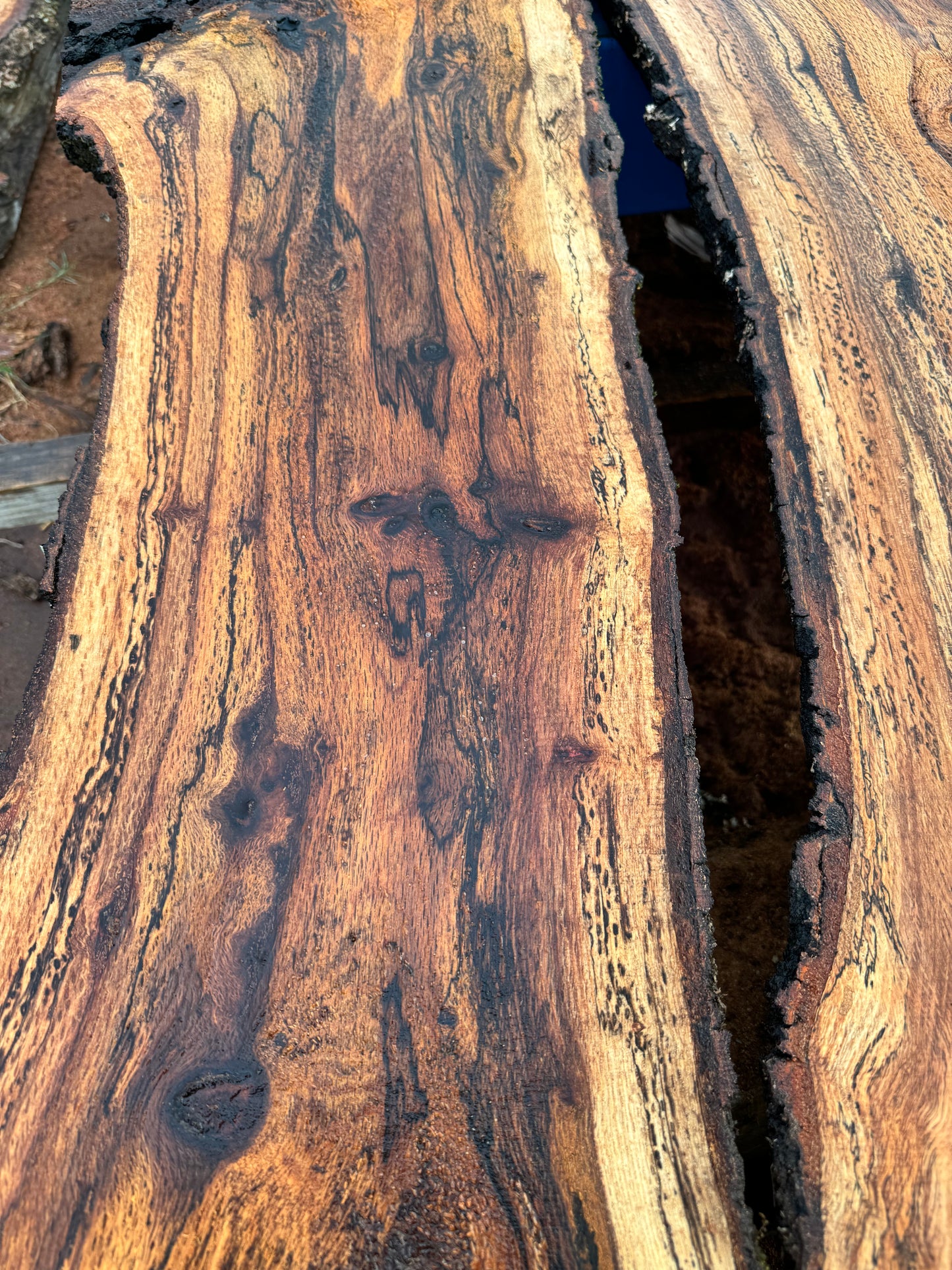 1" Thick Planed Black Oak (Blackjack) Live Edge Slabs for Charcuterie Boards, Furniture, Tables and Bar Tops, Shelves, and More - Kiln Dried (Copy)