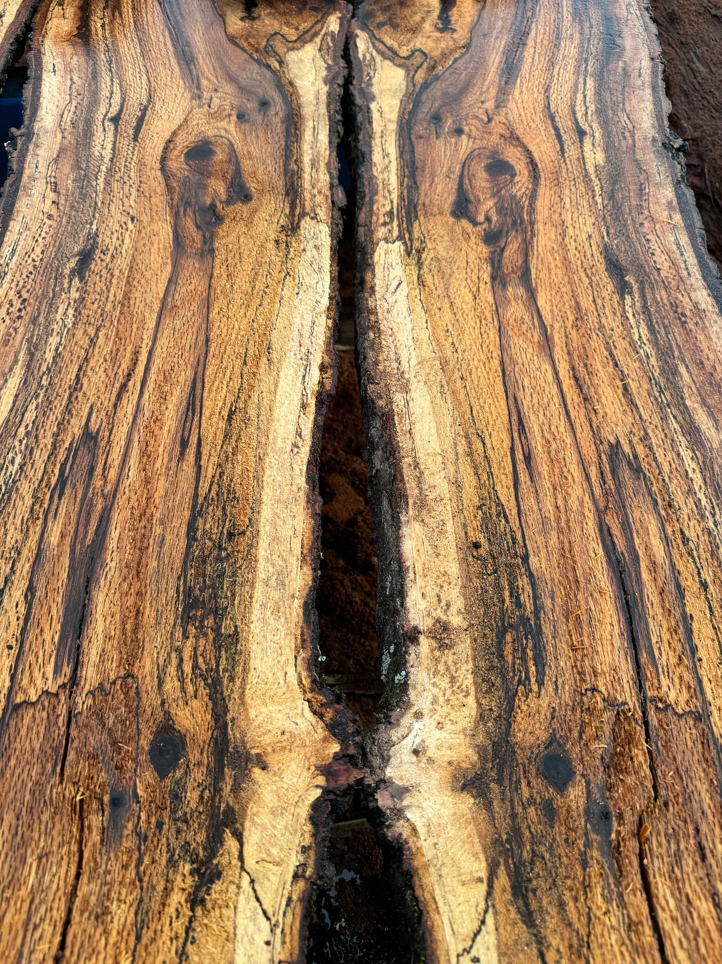 1" Thick Planed Black Oak (Blackjack) Live Edge Slabs for Charcuterie Boards, Furniture, Tables and Bar Tops, Shelves, and More - Kiln Dried (Copy)